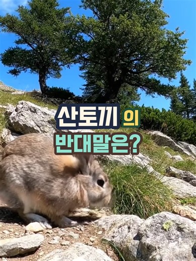 산토끼의 반대말은? #넌센스 #넌센스퀴즈 #퀴즈 #아재개그 #수수께끼