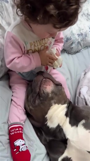 Pulisce la boccuccia di mino prima di dargli un bel bacione 🥰❤️😍😍 . . #MASSIeMINO #baby #puppy #fypシ #americanbully #foryou #babygirl #newyear #viral #doggo #bullyuk #bully #reels #fyp #doglovers #cutedog #2025 #fypage #fundog #dog #funny | G00D View