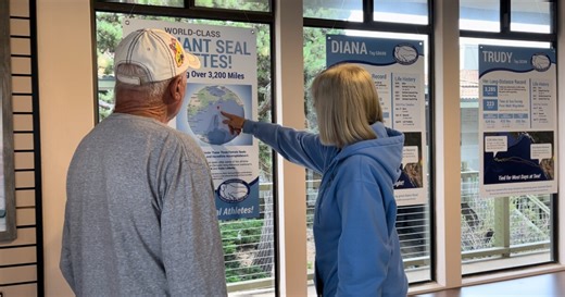 'World-class elephant seal athletes': Friends of the Elephant Seal debut new exhibit at Visitor Center