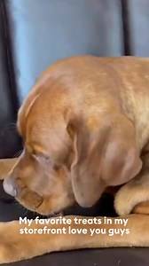 11 reactions | Shop Rusty's tasty treats on his PetSmart Creator storefront and check out his favorite picks!  | PetSmart | Facebook