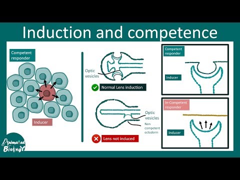 Induction and competence | Amphibian lens induction | Developmental biology