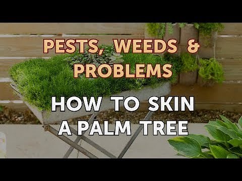 How to Skin a Palm Tree