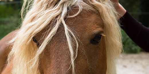 Haflinger Horse Breed Profile - Color, Temperament & Price