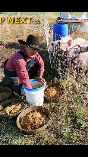 Feeding Meat Pigs: How Many Pounds of Feed Per Day?