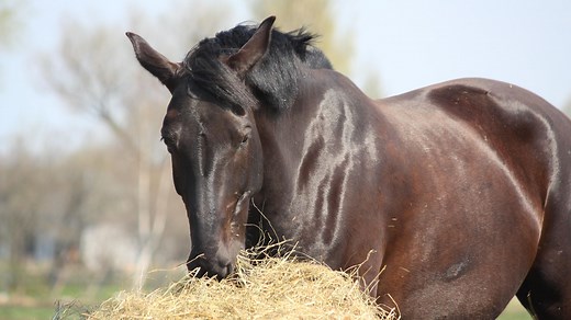 Are you feeding enough hay? A nutritionist reveals how to calculate the ideal daily ration