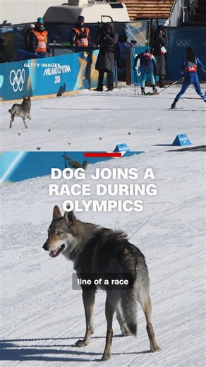 A surprise competitor joined the women's cross-country team sprint final at the Winter Olympics. The dog crossed the same finish line as Sweden's Maja Dahlqvist, who won gold and said, "Hopefully it didn't disturb anyone on the course." https://cnn.it/46JzkM6 | CNN