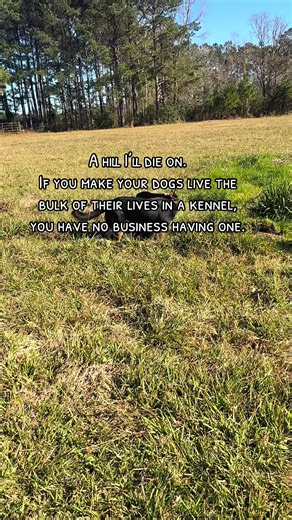 #dogsoftiktok #dogmom #dogmomlife #gsdoftiktok #corgisoftiktok