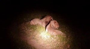 618K views · 2.9K reactions | Spoiler - the porcupine does not make...