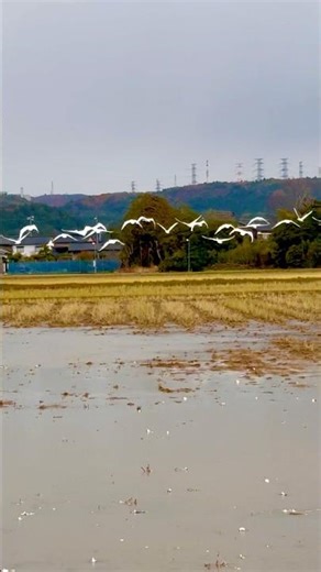 ワタリ白鳥🦢🦢🦢🦢#shorts #白鳥 #ワタリドリ#swan #migratorybirds