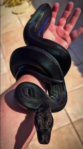 Cute to Beast Animal Transformations 🐱🐍 | Epic Dog, Cat & Snake Evolution