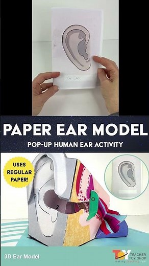 Human Ear Anatomy Model for Human Body & Sound, Hearing & Interactive Notebook #humanbody #biology
