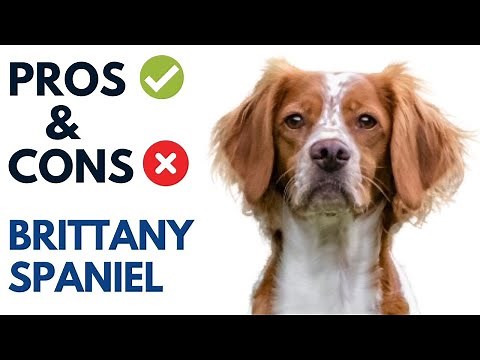 Brittany Spaniel Pros and Cons | Brittany Spaniel Advantages and Disadvantages