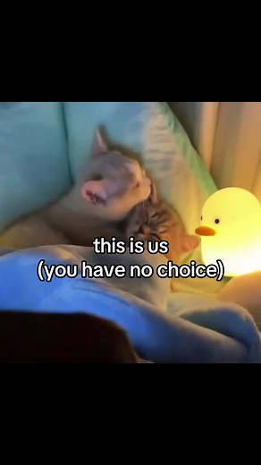 Adorable Cat Couples Compilation: Cute Kittens in Love and Relationship Moments