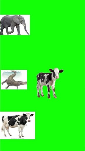 #cow #viralvideo #funnyvideo छोटे बच्चो का वीडियो
