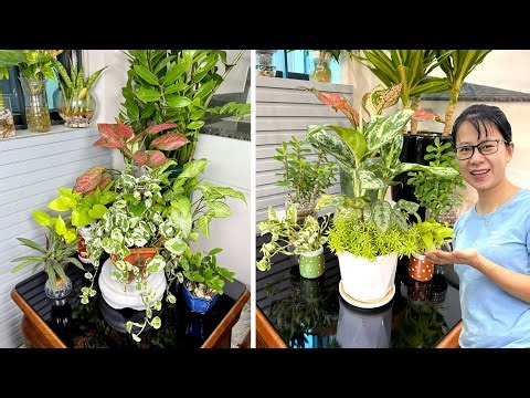 Perfect gardening ideas for small apartments - Best indoor plants