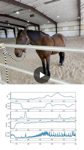 #undergraduateresearch #cure #datascience #biomechanics #equinescience #physiology #hrv #animalwelfare #stemeducation | Laura Miller