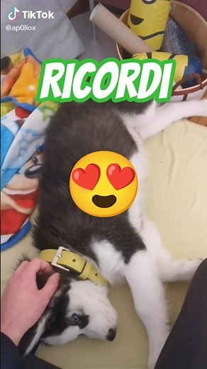 Husky Puppy Growing Up Fast: Sebastian’s Cute Memories 🐺❤️