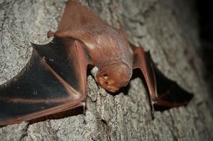 Desert red bat - Alchetron, The Free Social Encyclopedia
