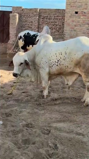 Mashallah Qurbani collection ❤😍#eid #2026 #cow #cattleworld #shortvideos #foryou #bull