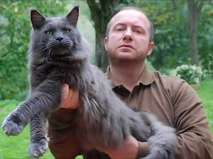 BIG Maine Coon XXL
