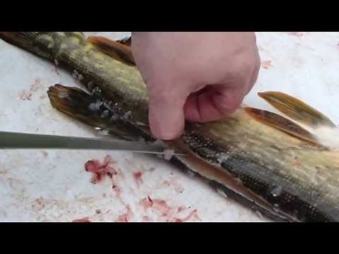 Filleting & Deboning Jackfish/Northern Pike Pt. 1
