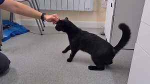 Wobbly cat is looking for a forever home