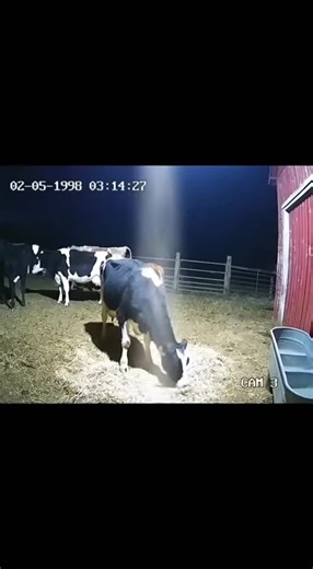 Cattle abductions, often closely linked with occurrences of unexplained cattle mutilations, involve reports of livestock vanishing under mysterious circumstances, frequently accompanied by sightings of unidentified flying objects (UFOs) or orbs. These phenomena are often characterized by strange lights and unusual impressions left in the grass and soil. Investigations, such as those at Skinwalker Ranch, have explored reports of vanishing cattle, along with other strange events like large animals