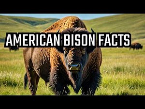 The American Bison: North America's Giant!