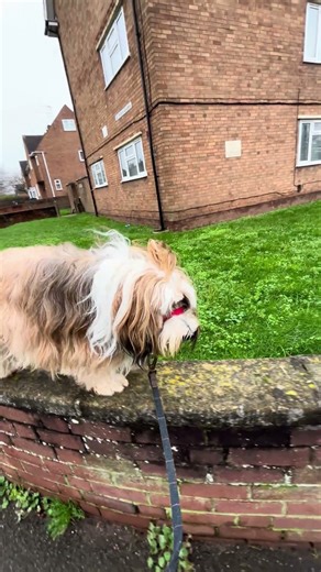 Barney dog wasn’t trained for this #tibetanterrier #dog #doglife #funnyanimals