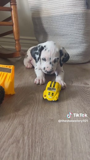 7-Month-Old Dalmatian Puppies' Playful Antics