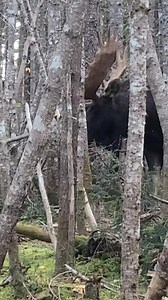 18K reactions · 4.9K shares | Une rencontre avec le roi des Forêts qui poursuit une femelle . #moose #moosewala #wildlife #sidhumoosewala #nature #sidhu #hunting #elk #wildlifephotography #sidhumoosewalafans #moosehunting #sidhumossewala #legend #deer #naturephotography #animals #bullmoose #dhakka #legendmoosewala #ustad #canada #outdoors #photography #orignal #wesupportsidhumoosewala #archery #whitetail #hunt #j #deerhunting | Mathieu Labrosse - Photographie en Nature | Facebook