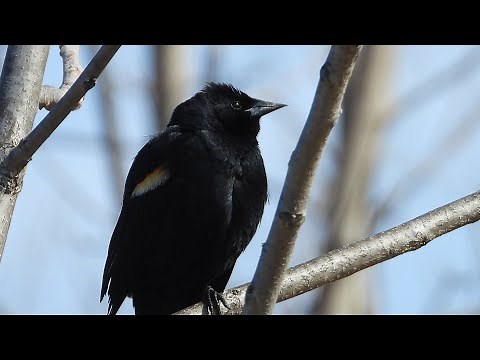 Red-winged Blackbird - Song