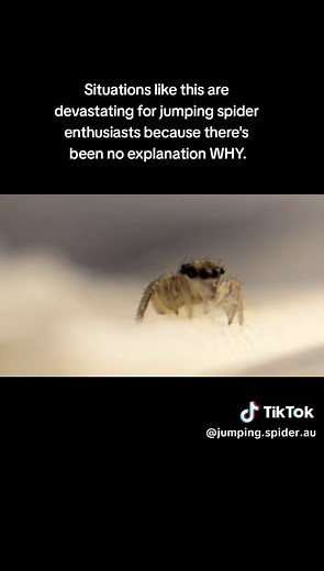 Understanding the Warning Signs: Baby Jumping Spider Health Guide