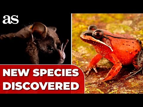 SCIENTISTS discover 27 new species of ANIMALS in the PERUVIAN AMAZON