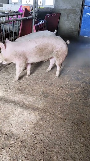 LinePig training activities for partnerships 20