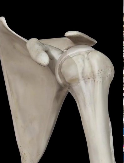 Shoulder SLAP Lesion Anatomy – Animation