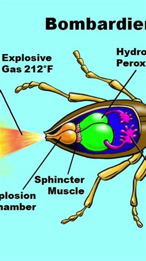 This Beetle Shoots Boiling Chemicals