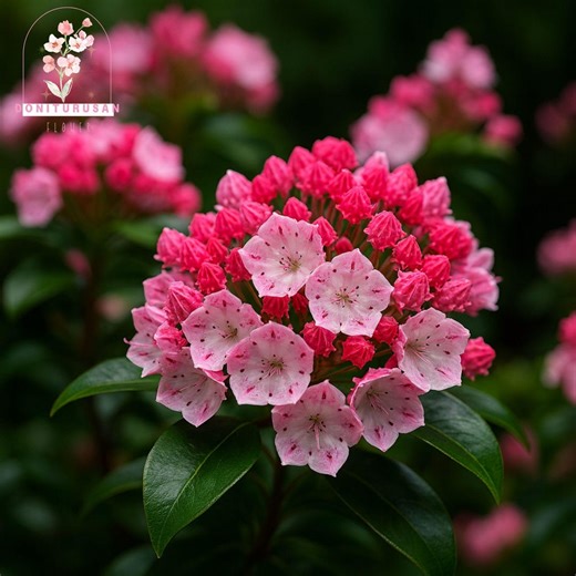 50 Mountain Laurel Seeds, Kalmia latifolia Evergreen Shrub, Showy Blooms