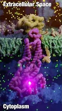 The Sodium-Potassium Pump