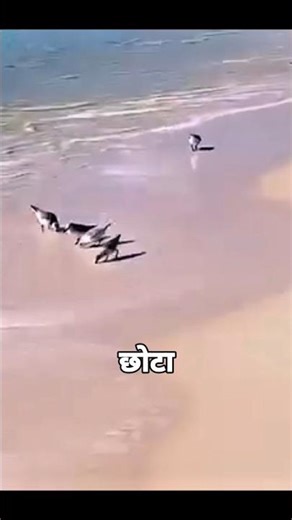 Sanderling: The Tiny Bird That Outspeeds Ocean Waves! 🐦🌊