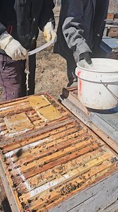 73K views · 1.1K reactions | Spring mites treatment, patties , apivar and DFM POWDER! #beesdakcanada #bees | Beesdak Canada | Facebook