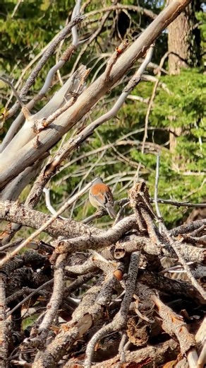 Hiking on Mt. Lemmon ⛰️