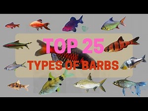 Top 25 Types of Barbs