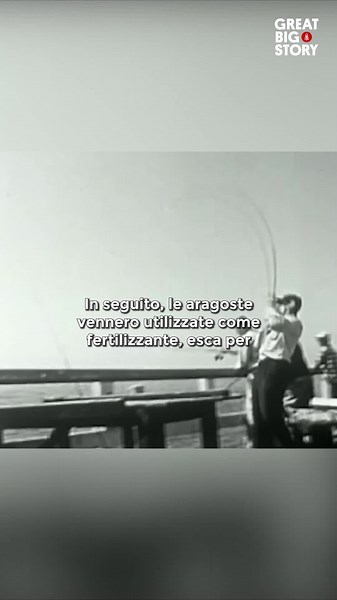 Il viaggio dell'aragosta, da cibo per carcerati a prelibatezza pregiata
