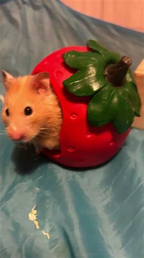 I just realised #hamster #funny #animals