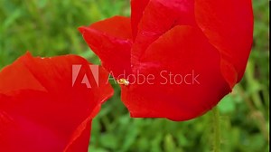 Blooming Steppe, Insects on a red poppy flower (Papaver rhoeas), Ukraine.