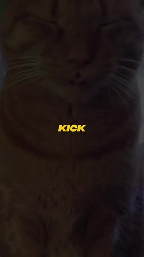 #creatorsearchinsights #funnycat #gingercat #catsoftiktok2026