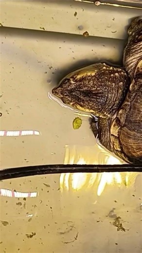 Snapping Turtle #turtle #dankrunner420 #ohio #outdoors