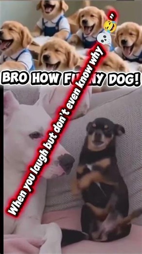 viral funny dog memes 🔥gen-z pro
