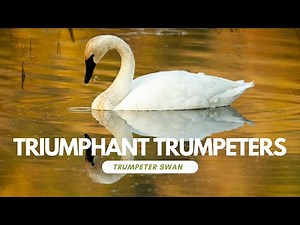 Trumpeter Swans: A Story of Resilience and Determination